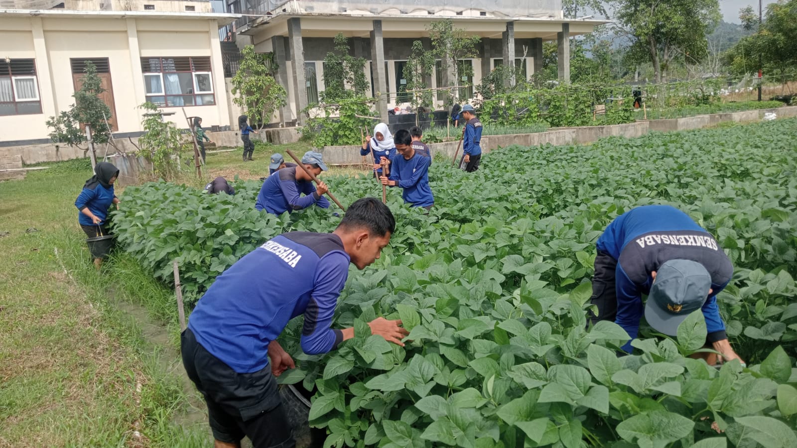 Menembus Pasar Jepang, Inovasi Edamame Premium Siswa SMKN 1 Bawen Berbasis Teaching Factory